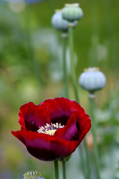 poppy